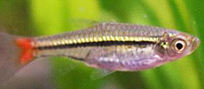 Red Tailed Rasbora