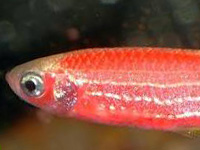 Red Zebra Danio