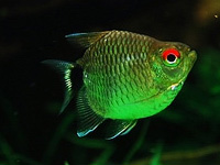 Redeye Tetra