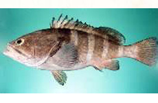 Reef cod