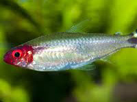 Remi nose tetra