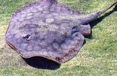 Round stingray