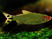 RummyNoseTetra