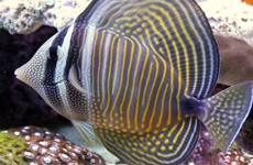 Sailfin Tang