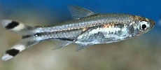 Scissortail Rasbora