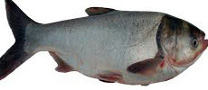 Silver carp