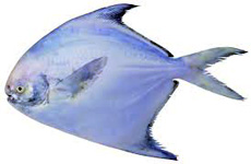 Silver pomfret