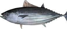 Skipjack tuna