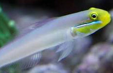 Sleeper gold head goby