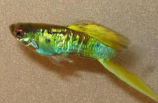 SwordTailGuppy