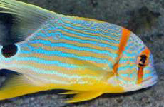 Threadfin snapper