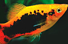 Variant Platy