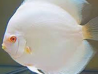 White Albino Discus