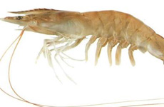 White Prawn