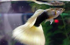 White Tuxedo Guppy