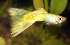 yellow guppy