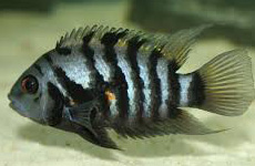 zebra loach with betta fish