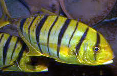 golden trevally