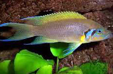 tanganyika cichlide