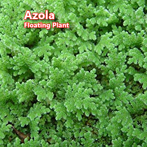 Azola