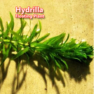 Hydrilla