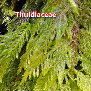 Thuidiaceae