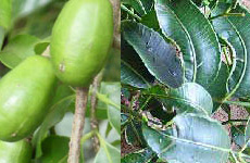 Spondias pinnata