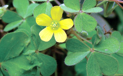 CANGERIOxalis corniculata Linn