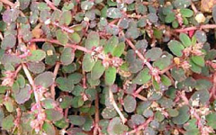 DUGDHIKAEuphorbia thymifolia Linn