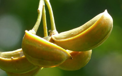 KAMPILLAKAHTabemaemontana alternifolia Linn