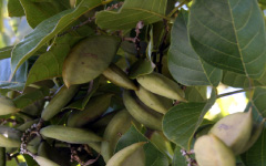 KARANJAHPongamia pinnata