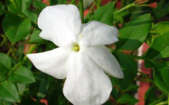 MALATI Jasminum griflorum linn