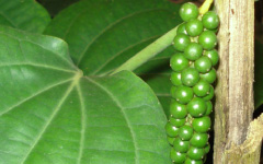 MARICAM Piper nigrum Linn