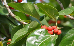 NYAGRODHAHFicus benghalensis Linn