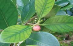 PLAKSAH Ficus microcarpa linn