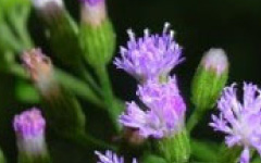 SAHADEVIVernonia cinerea