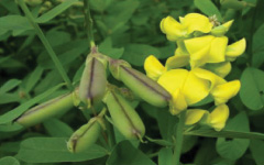 SANAPUSPI Crotalaria retusa Linn