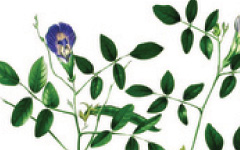 SANKHAPUSPI Clitoria ternatea Linn