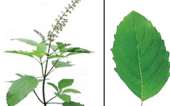 TULASI Ocimum tenuiflorum Linn