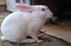 AlbinoRabbit