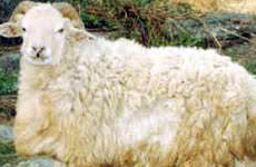 BonpalaSheep