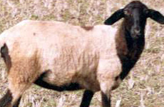 HasanSheep