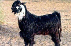 Kutchigoat