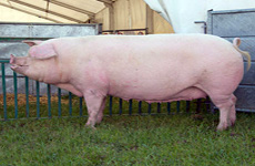 LandrecePig