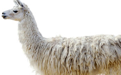 Llama