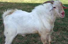 SangamneriGoat