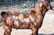 SirohlGoat