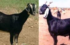 ZalawadiGoat