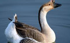 African Goose