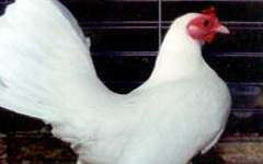 Bantam- White